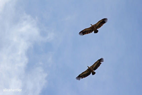 Gänsegeier (Gyps fulvus)